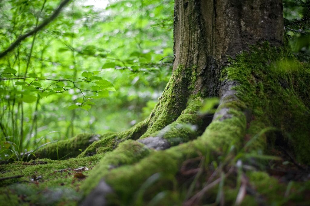 Crédito-de-Carbono-Floresta-de-Pé-Economia-Regular