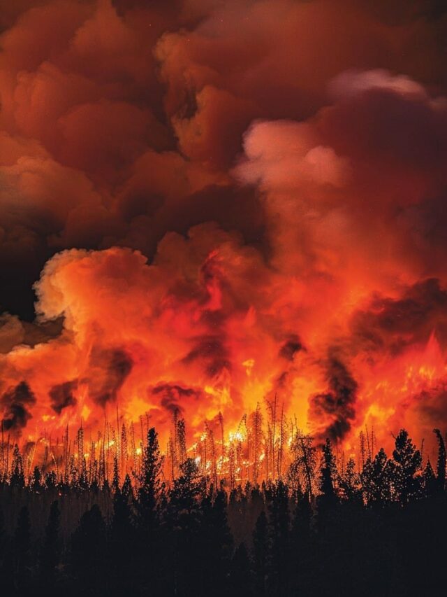 O Impacto das Queimadas na Amazônia: Mais do que Apenas Fumaça
